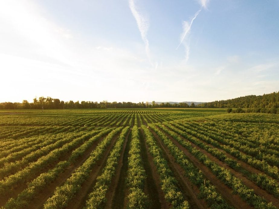 Agricultural Fields Environment Nature