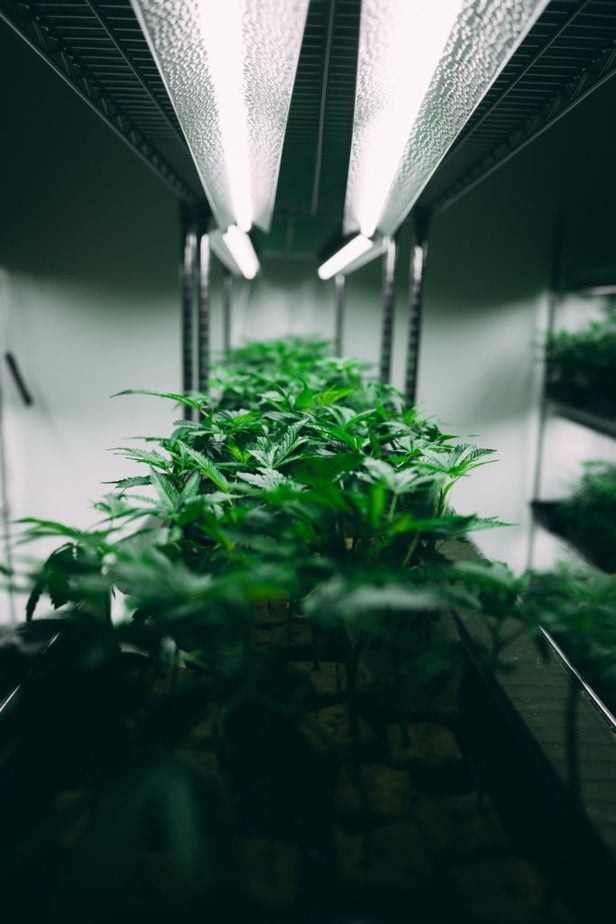 Cannabis growing operations